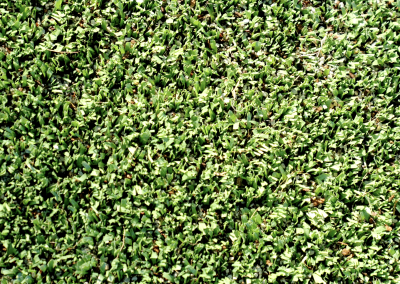 BCA field